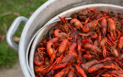 Boiling Basics: How to Boil Crawfish for Beginners