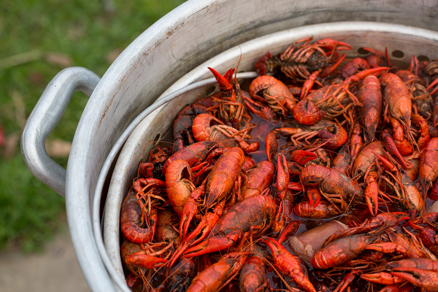 boiling-basics-how-to-boil-crawfish-for-beginners-acadia-crawfish