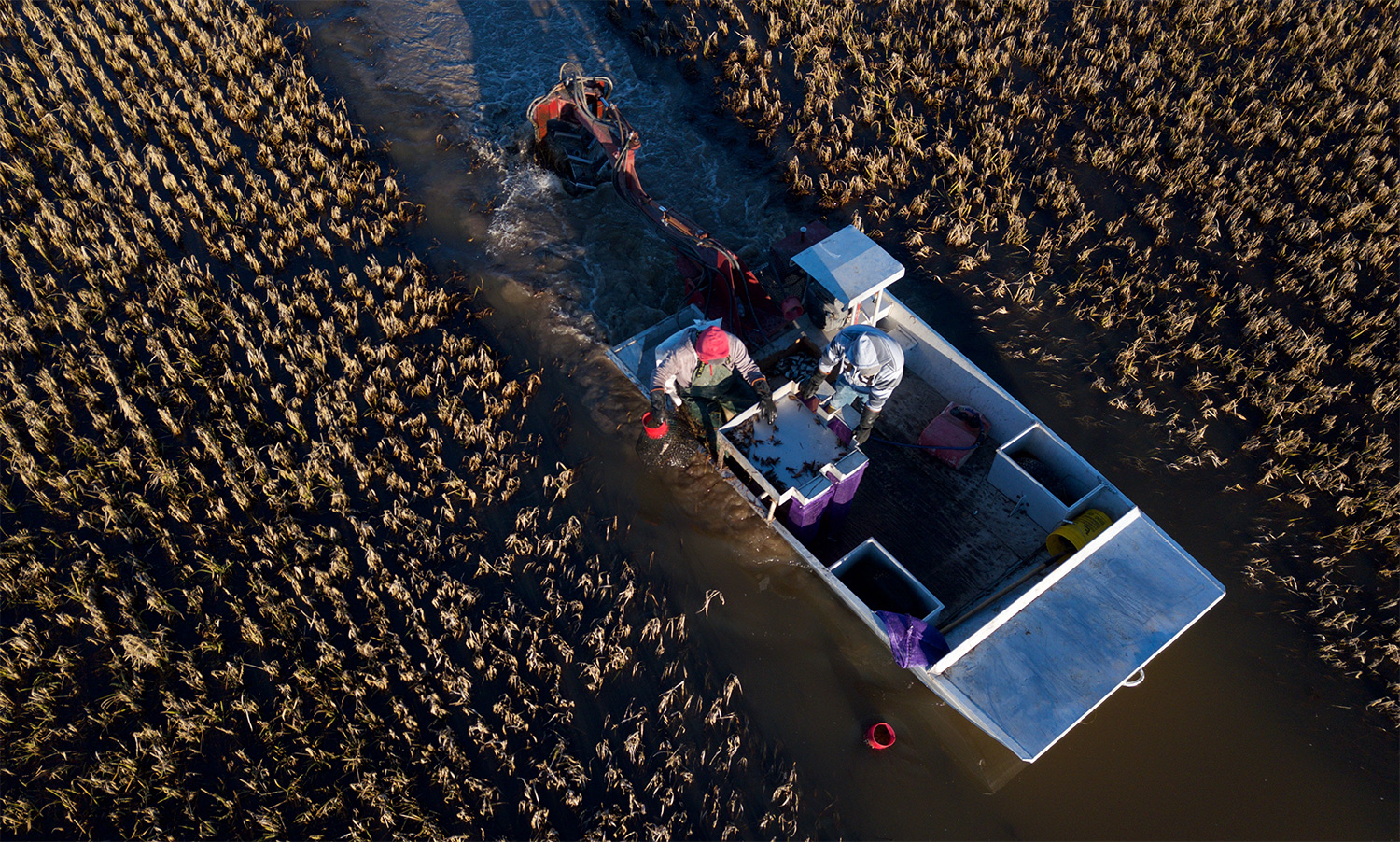 Louisiana crawfish farm