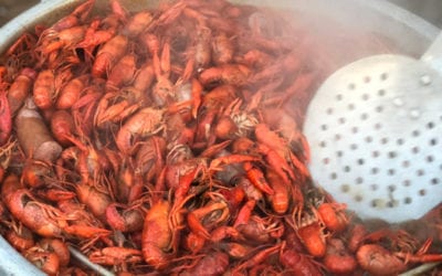 7 Best Boiling Supplies For Your Next Crawfish Boil
