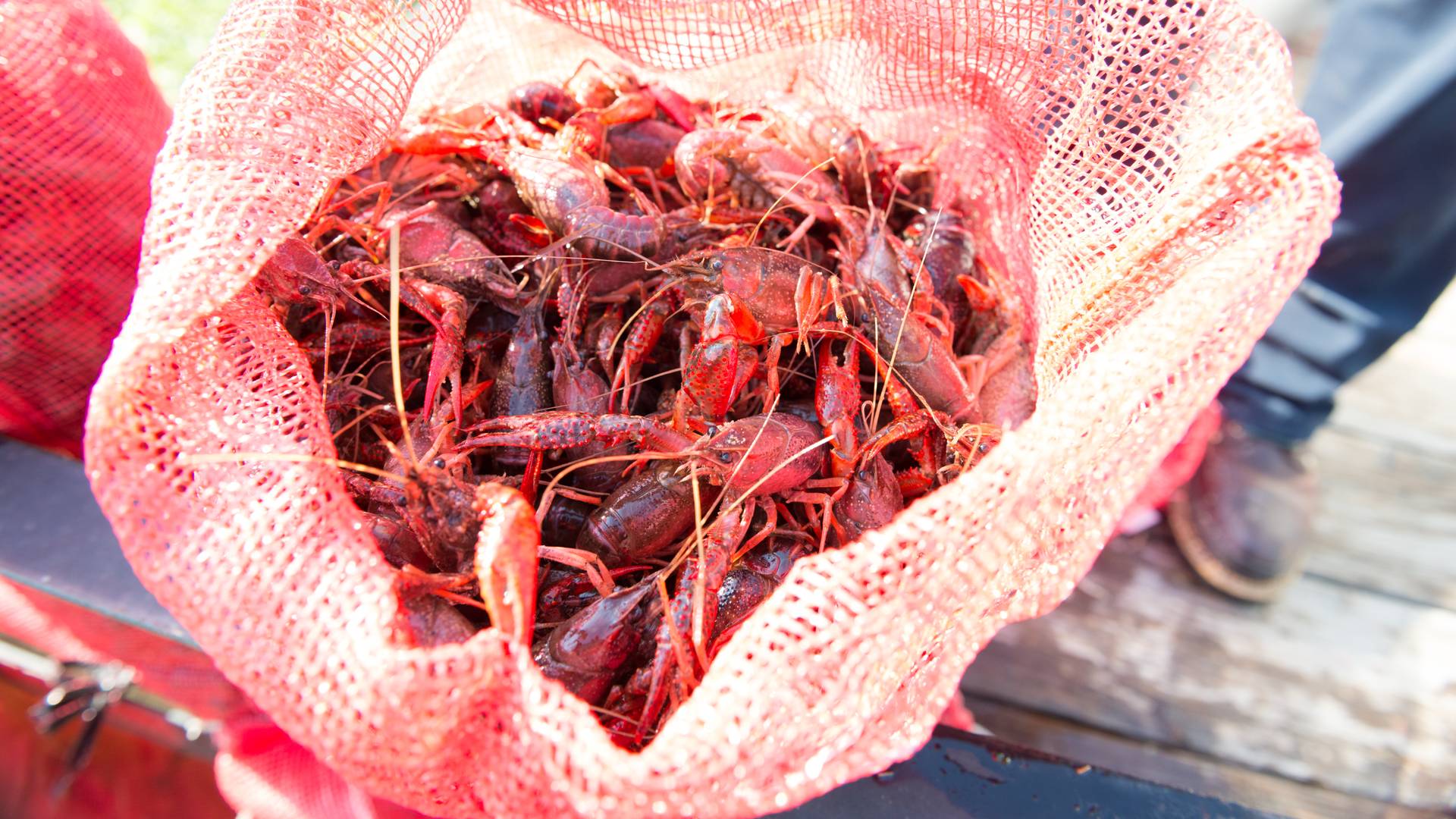 live crawfish in water